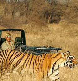 Ranthambore - Search for the elusive tiger on two included game drives