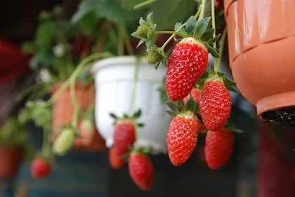 2 Days Cameron Highlands and Nature Tour from Kuala Lumpur