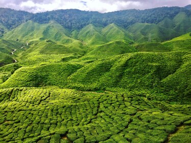 2D1N Orang Utan Island Laketown BukitMerah & CameronHighland